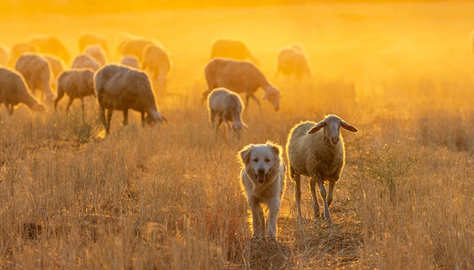 golden field in a golden light with a dog and a sheep