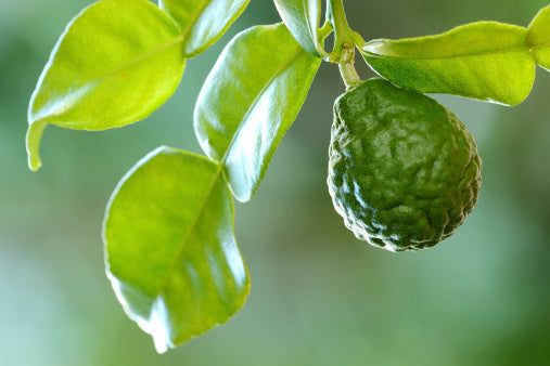 Bergamot Orange
