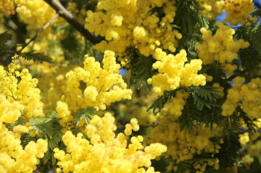 Golden MImosa
