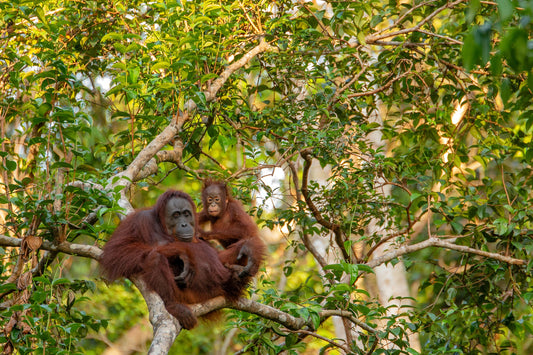 Palm Oil. Yes or no?