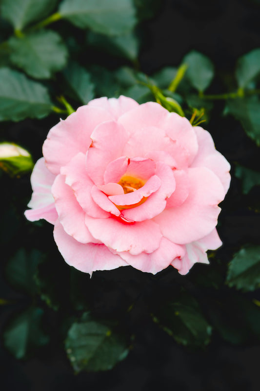 The Damask Rose: Morocco’s National Symbol of Beauty, Love, and Tradition