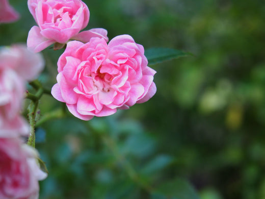 The Rose Valley of Morocco: A Journey Through Fragrance, Tradition, and Culture