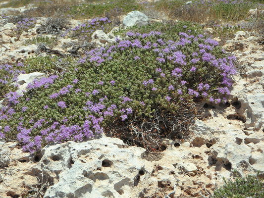 Wild thyme flourishes on well drained soil like chalk grassland, and its summer fragrance which fills the air is a divine sensory experience. Thyme can be found growing on cliffs, and rocky well drained places. It’s a perennial flowering summer plant