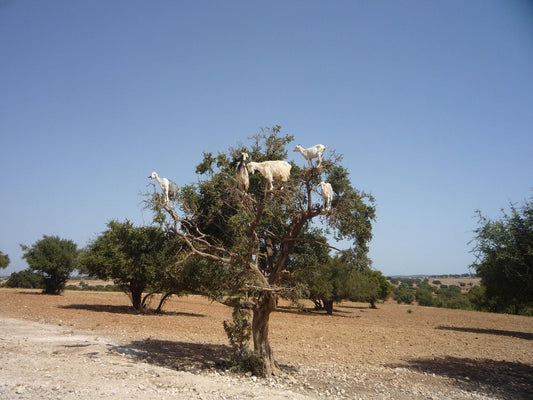 Argan Oil: Morocco’s Liquid Gold and Its Cultural Tapestry