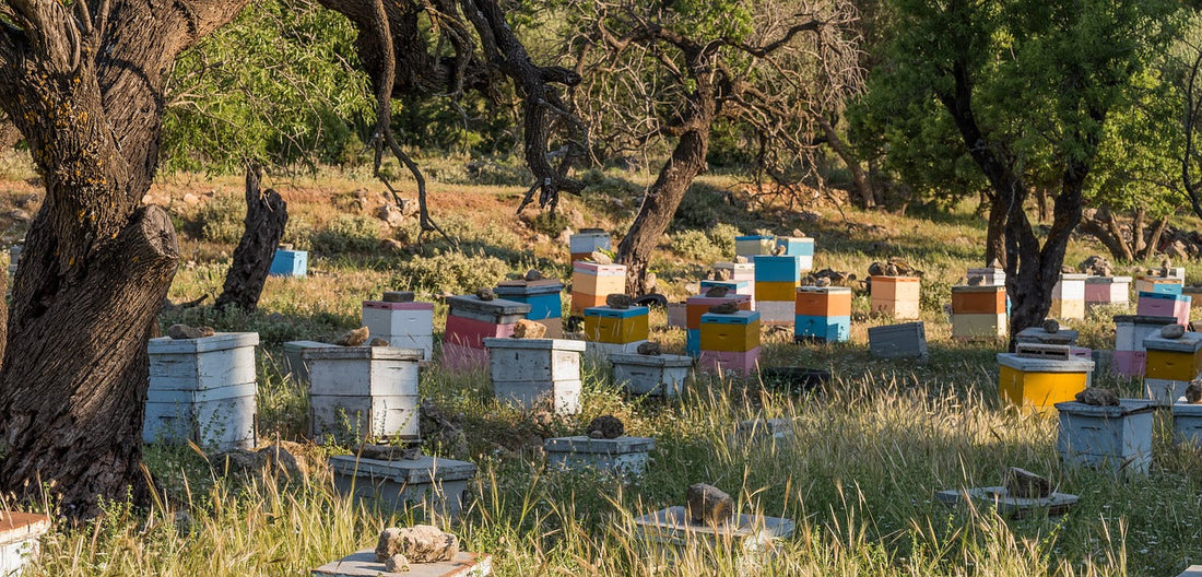 beehives in an olive grove