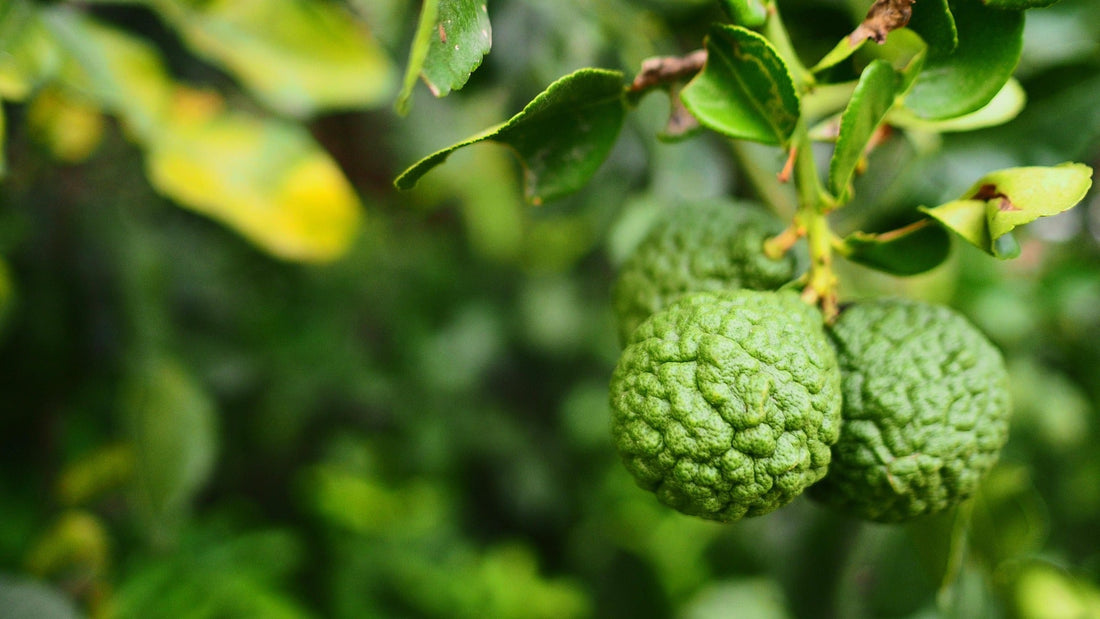 bergamots on a tree