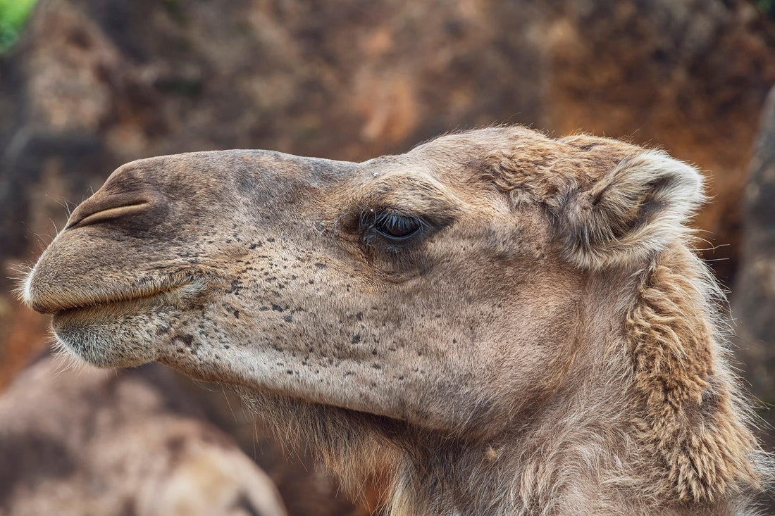 Healthy, Happy Camels for Exceptional Camel Milk Soap