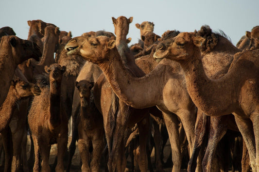 a flock of camels