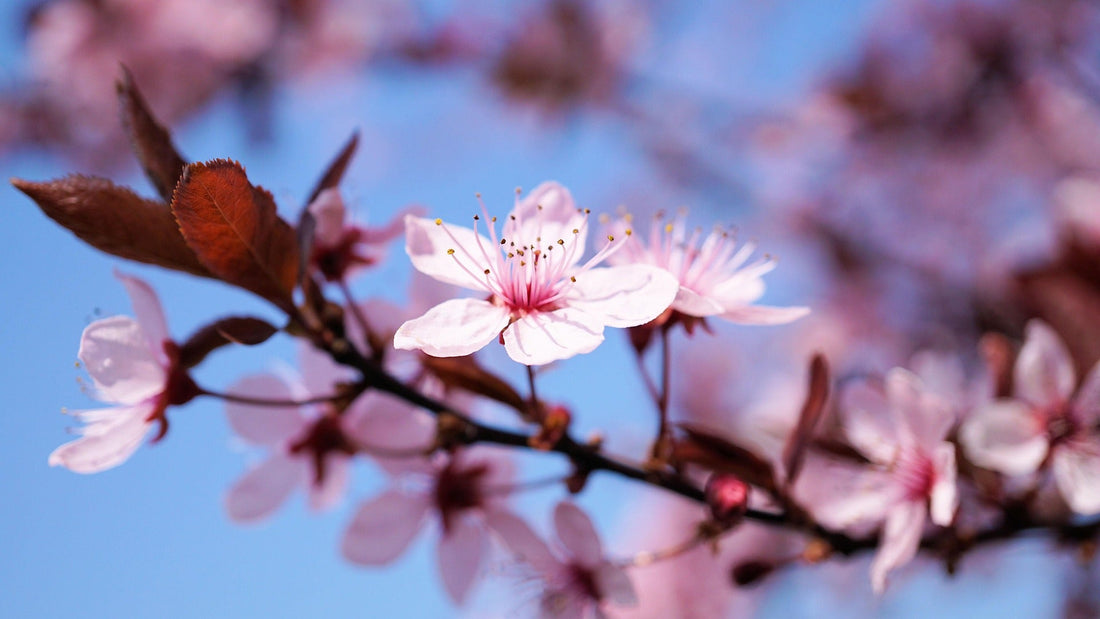 Close-up of pink cherry blossoms on a branch with delicate petals and dark leaves, set against a soft blue sky.