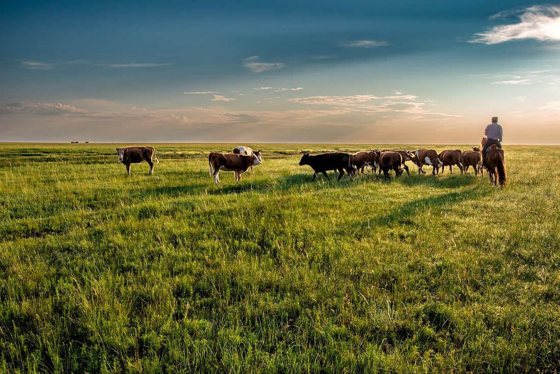 field of cows with a pretty sky