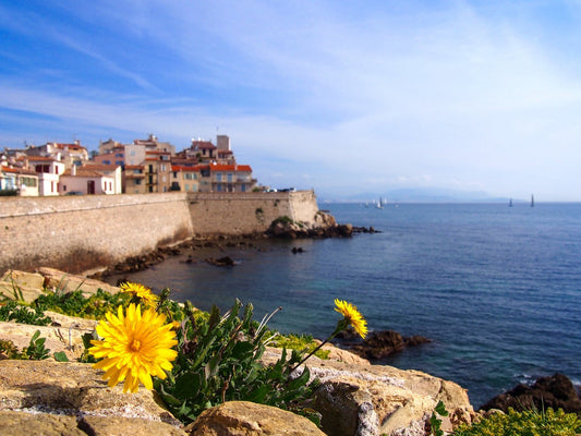 photo from the remparts of antibes which is the old wall with a view to the picasso museum. a yellow dandelion in the foreground growing on the wall