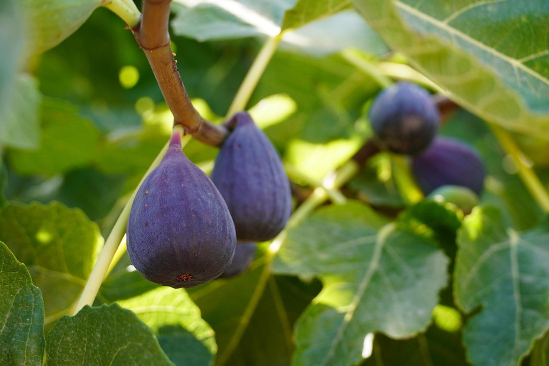 Figs: Nature’s Timeless Marvel with a Dash of Whimsy