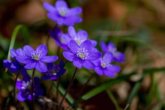 Fête de la Violette à Tourettes-sur-Loup: Une Tradition Ancestrale des Alpes-Maritimes