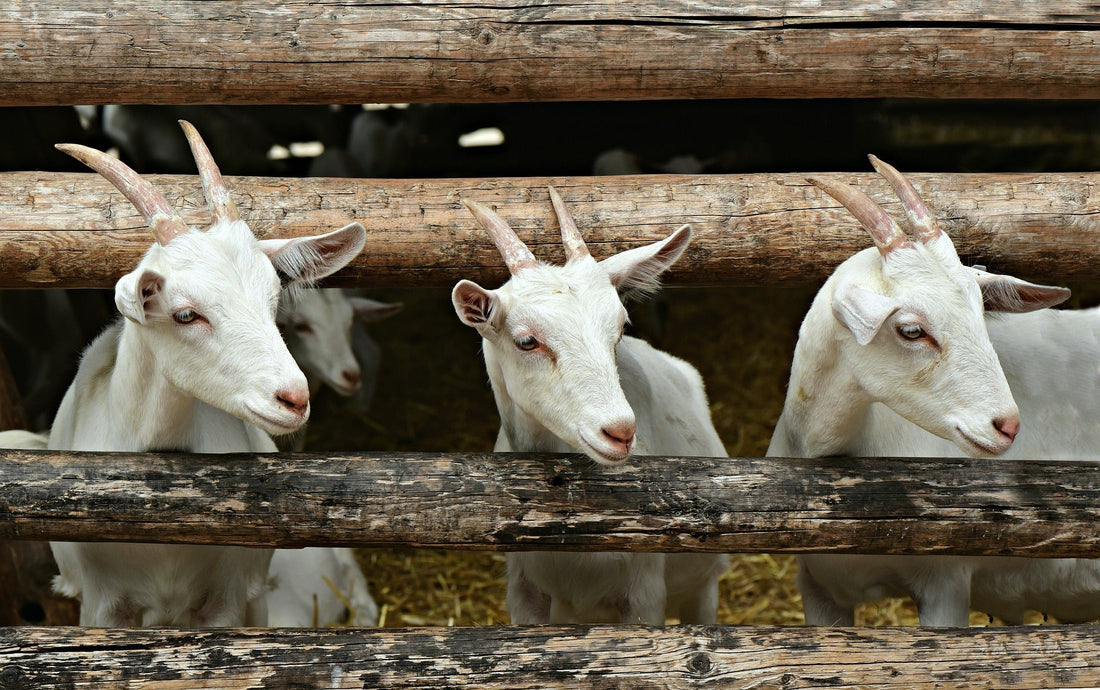 The Science Behind the Magic of Goat's Milk