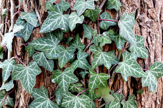 This is a picture of english ivy against a tree, the blog is about English ivy soap, natural soap making, rose soap, handmade soap