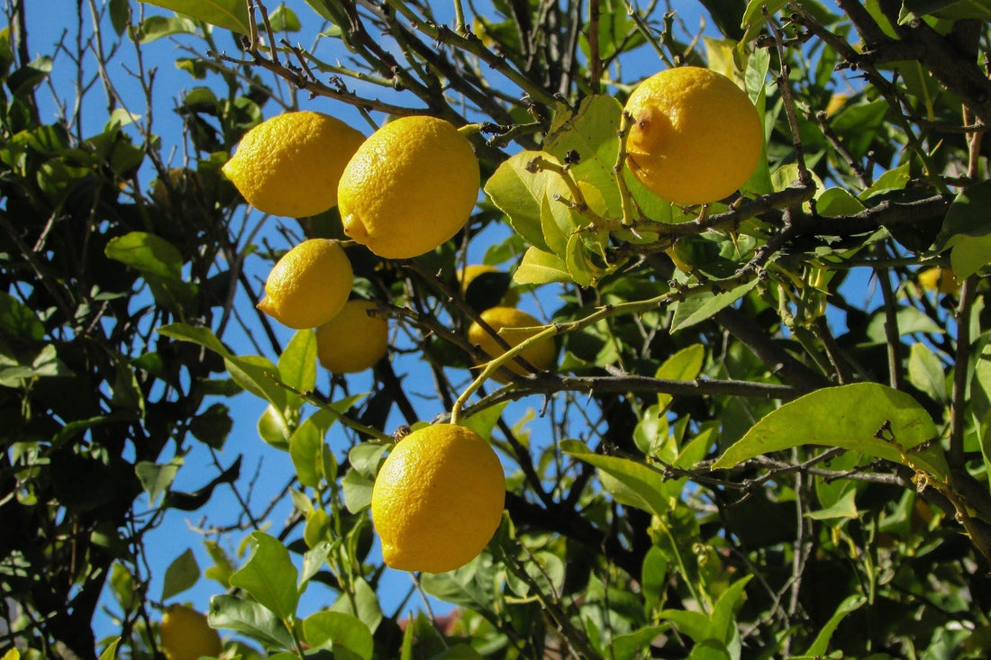 A Guide to Mediterranean Lemons and the Menton Lemon Festival