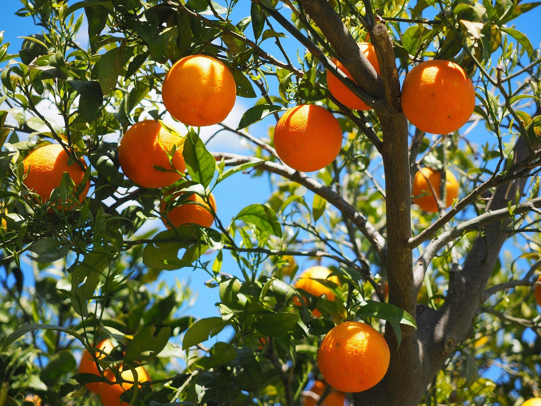 The Fascinating World of Oranges in France and Italy