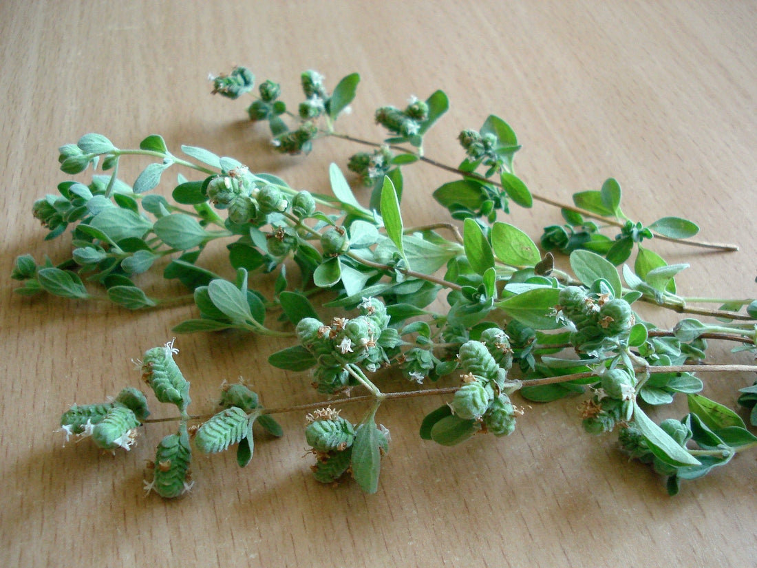 A fresh sprig of oregano with small green leaves and budding flowers, placed on a wooden surface.