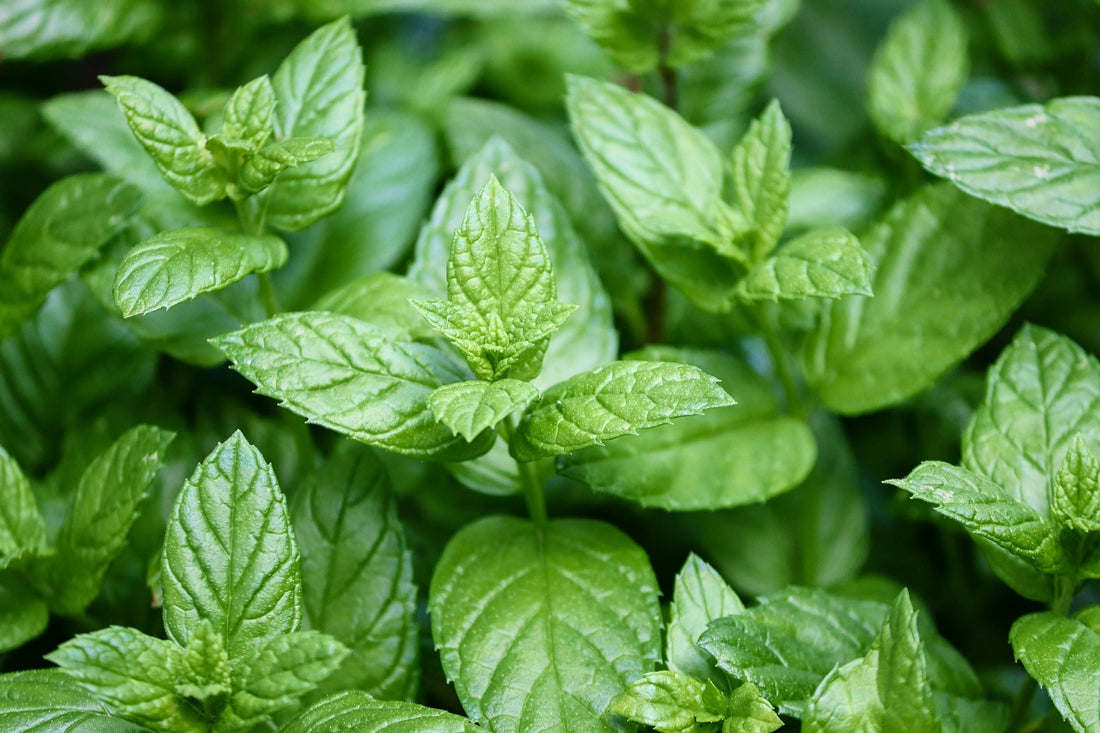 Close-up of vibrant mint leaves with a textured, fresh green appearance, highlighting their natural beauty and aromatic qualities.