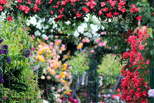 rose garden a little blurry but colourful