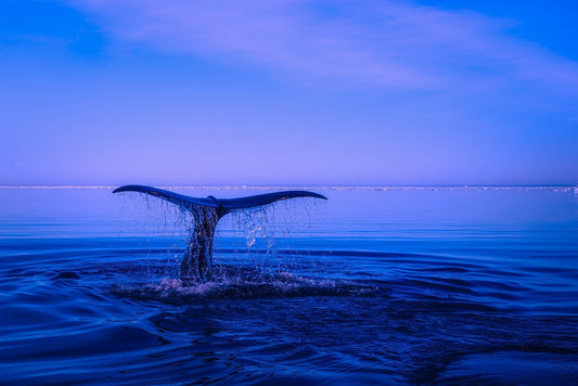 A whale’s tail emerges from the ocean, dripping water as it prepares to dive beneath the calm, blue sea under a clear sky.