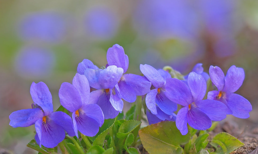 sweet violets article is about Fête de la Violette Tourettes-sur-Loup, Alpes-Maritimes, Provençal tradition