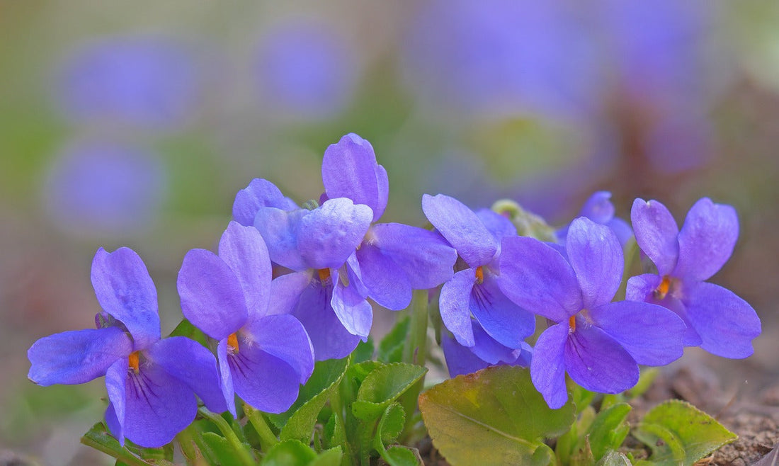 sweet violets article is about Fête de la Violette Tourettes-sur-Loup, Alpes-Maritimes, Provençal tradition