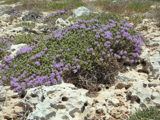 Wild thyme flourishes on well drained soil like chalk grassland, and its summer fragrance which fills the air is a divine sensory experience. Thyme can be found growing on cliffs, and rocky well drained places.  It’s a perennial flowering summer plant
