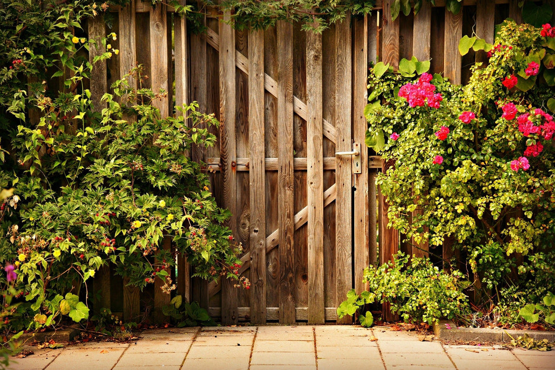 The Enduring Charm of Roses: A Deep Dive into Nature's Most Iconic Flower