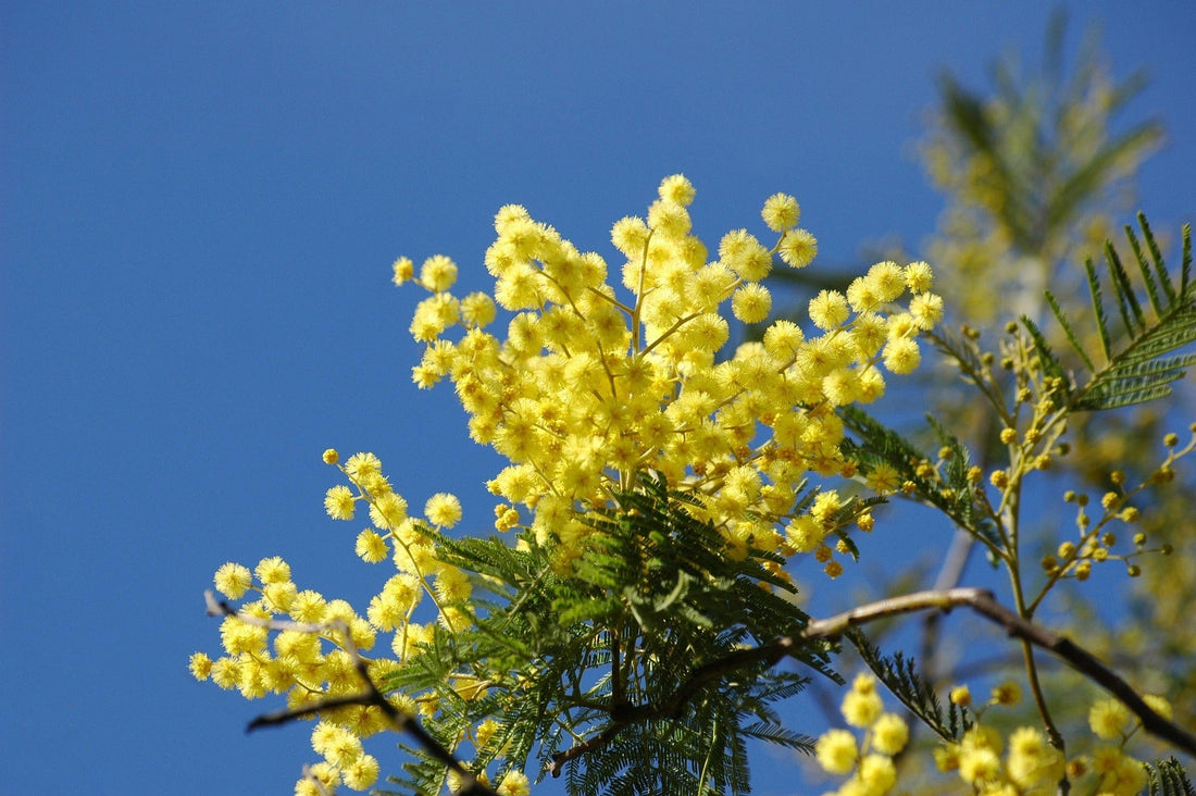 a branch of yellow mimosa against a blue mediterranean sky